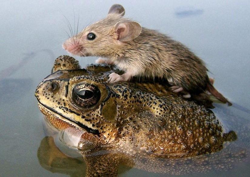 The most touching examples of friendship among animals