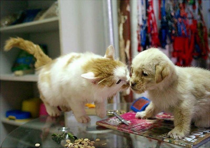 The most touching examples of friendship among animals