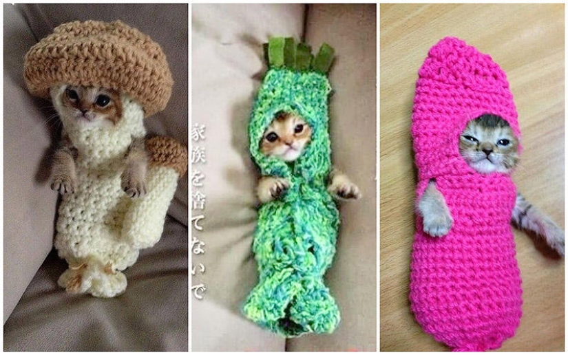 The most touching story of a kitten with a sad ending