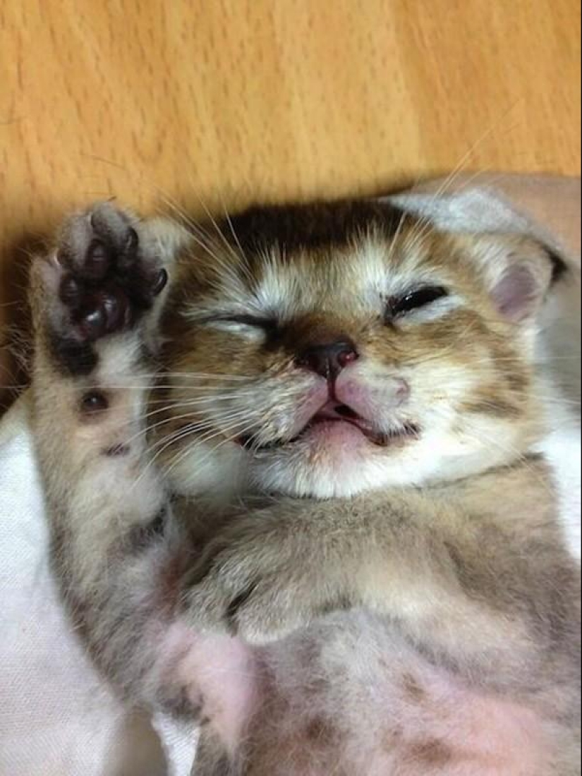 The most touching story of a kitten with a sad ending