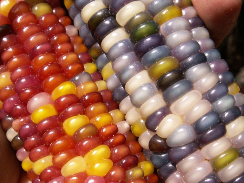 The most unusual corn in the world