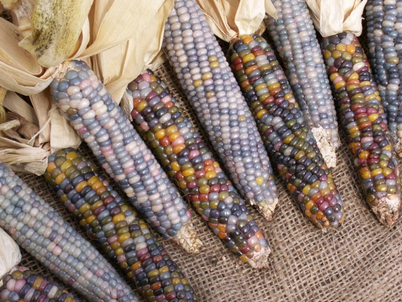 The most unusual corn in the world