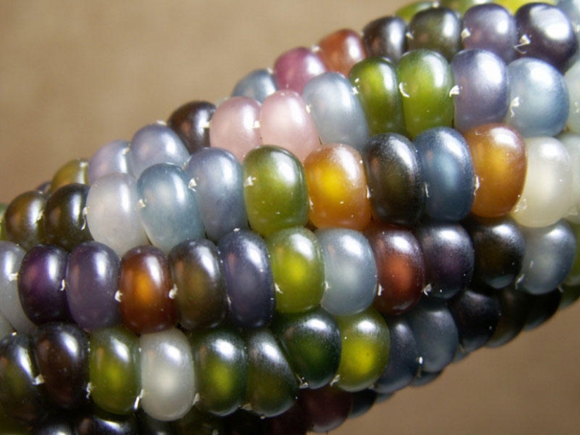The most unusual corn in the world