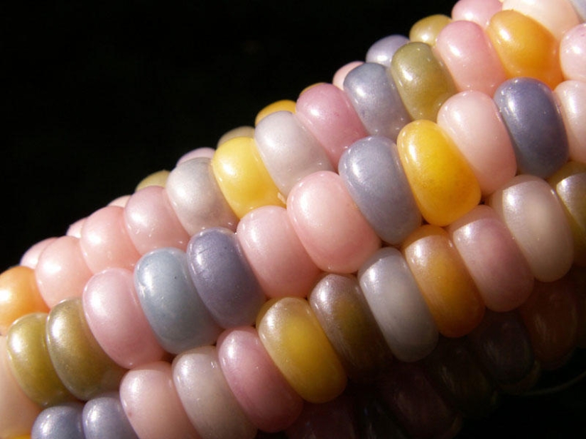 The most unusual corn in the world
