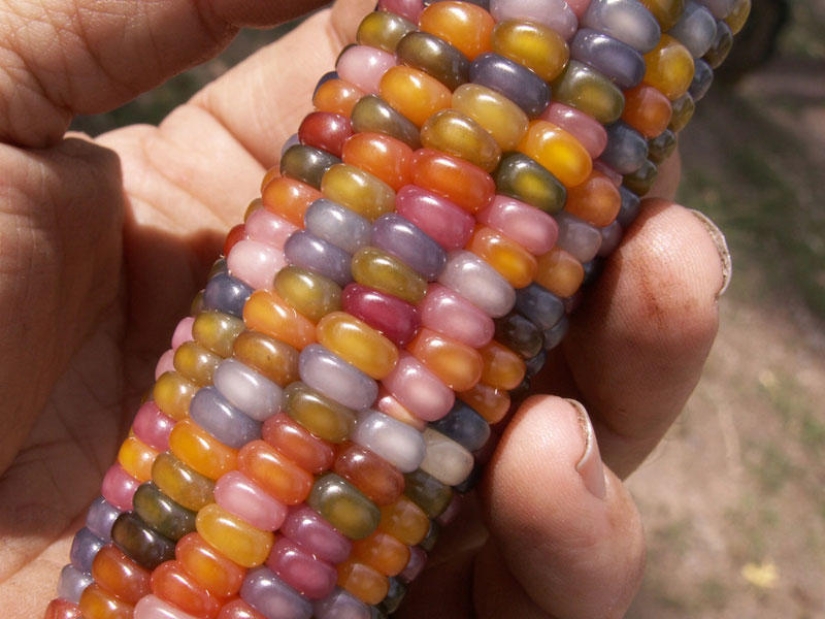 The most unusual corn in the world