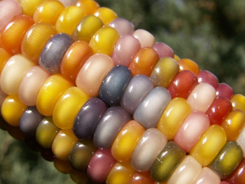 The most unusual corn in the world