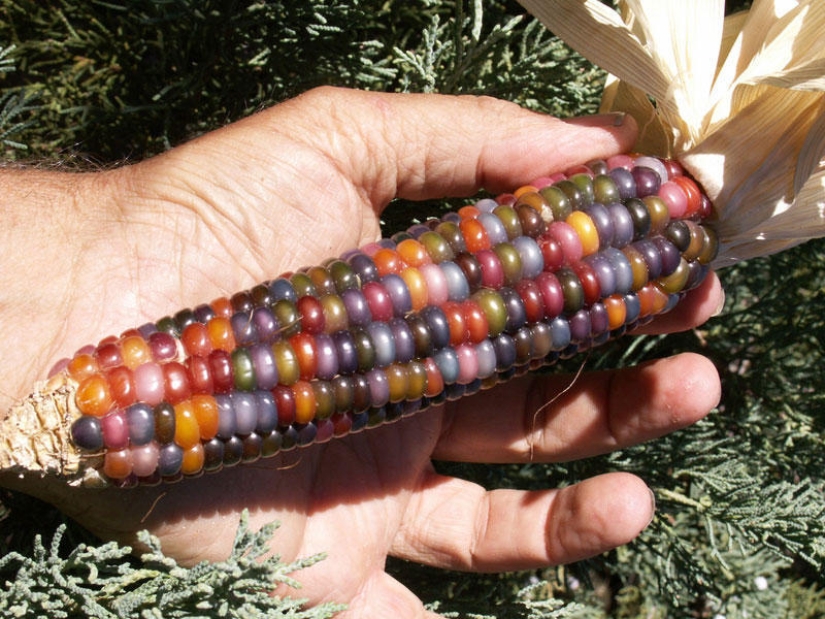 The most unusual corn in the world