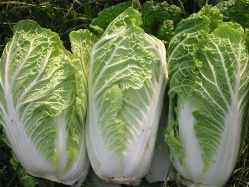 The most useful foods for the body