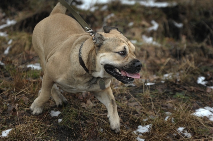 The mustachioed provocateur: how Tobik the cat trains dogs