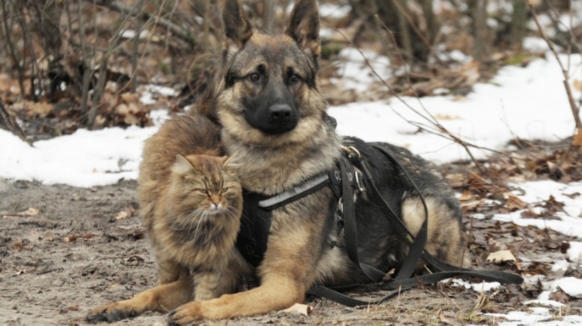 The mustachioed provocateur: how Tobik the cat trains dogs