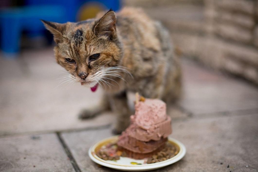 The oldest cat in the world got into the Guinness Book of Records The oldest cat in the world got into the Guinness Book of Records