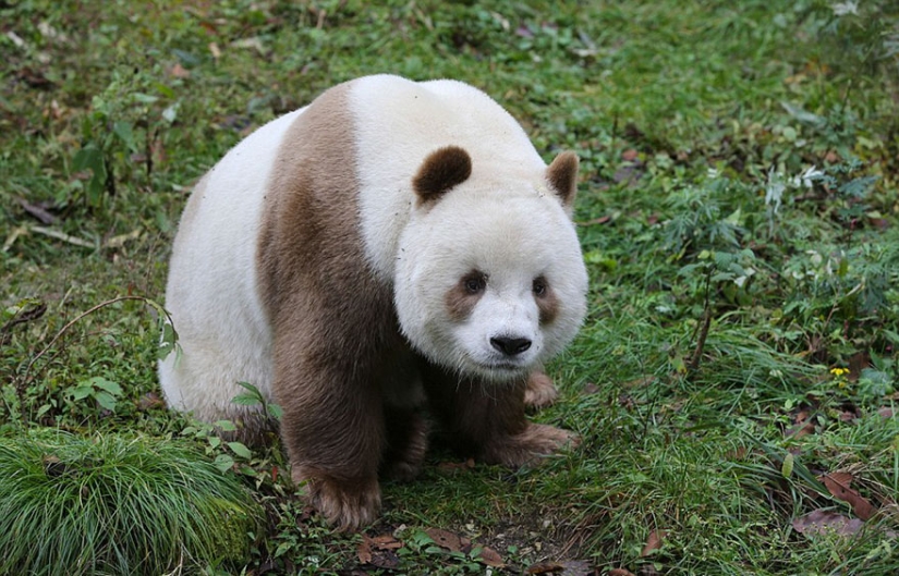 The only brown panda in the world who was abandoned by her mother has finally found her happiness The only brown panda in the world who was abandoned by her mother has finally found her happiness