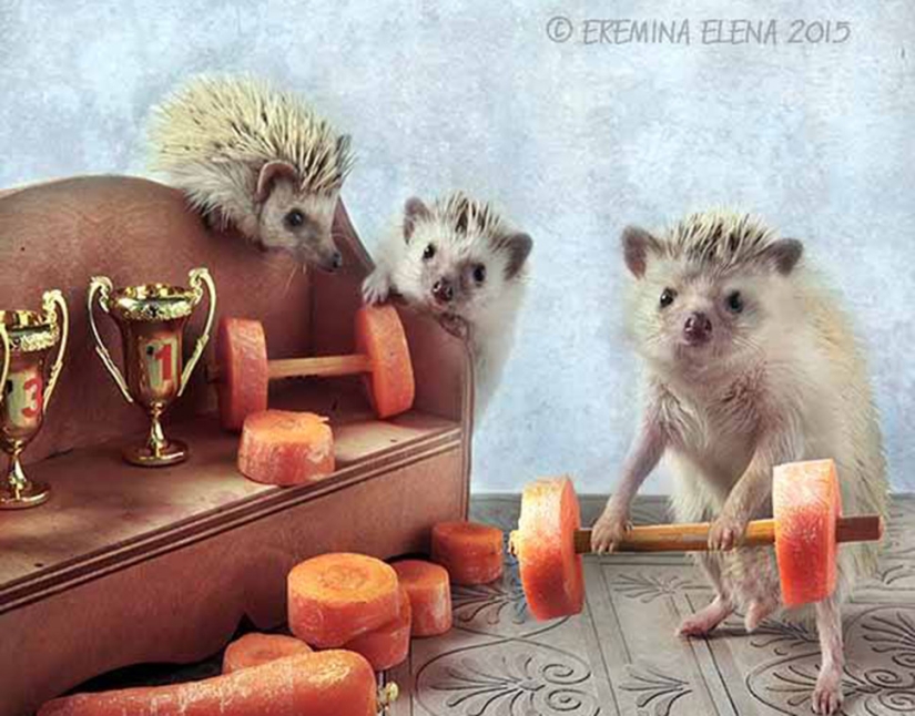 The secret life of hedgehogs in the lens of Elena Eremina