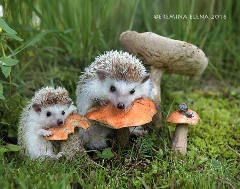The secret life of hedgehogs in the lens of Elena Eremina
