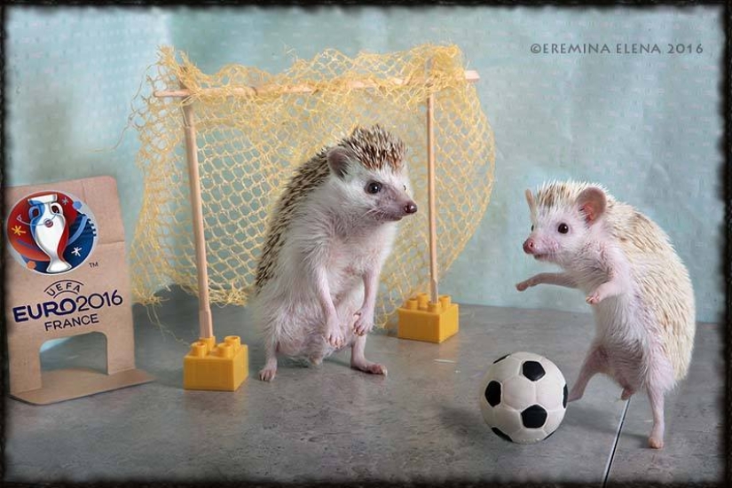 The secret life of hedgehogs in the lens of Elena Eremina