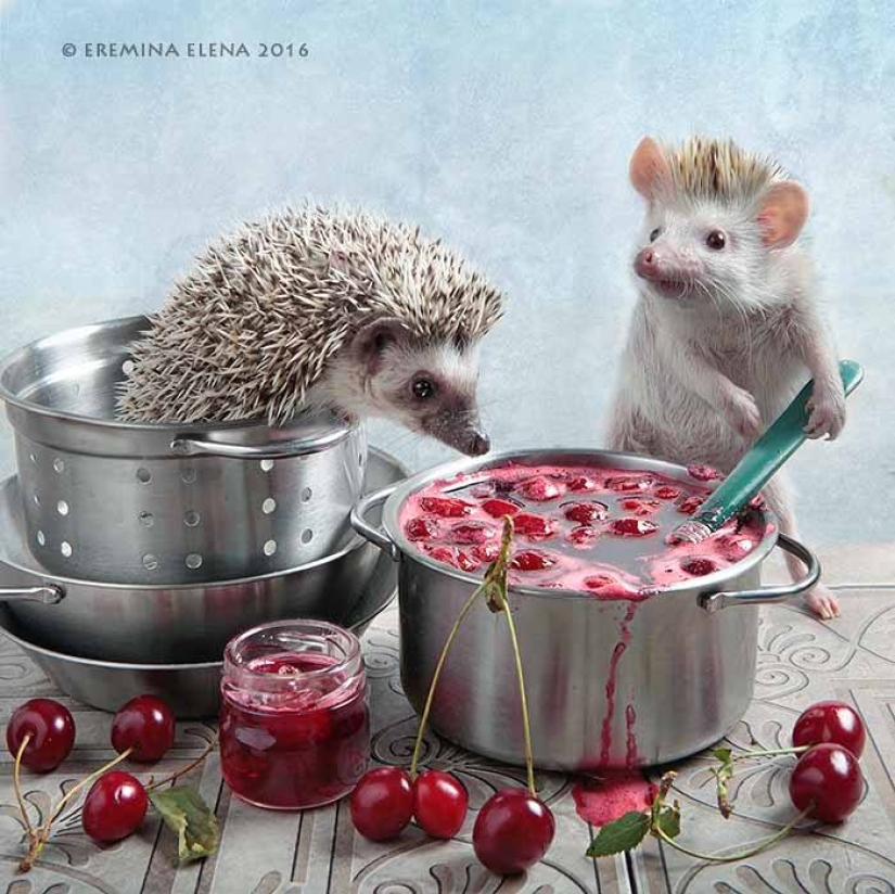 The secret life of hedgehogs in the lens of Elena Eremina