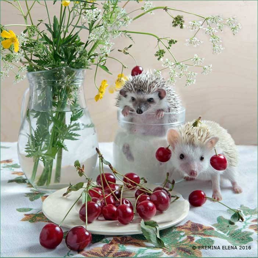 The secret life of hedgehogs in the lens of Elena Eremina