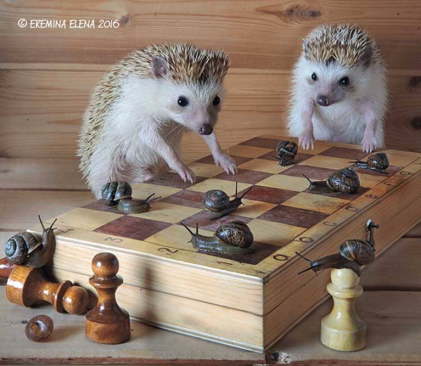 The secret life of hedgehogs in the lens of Elena Eremina