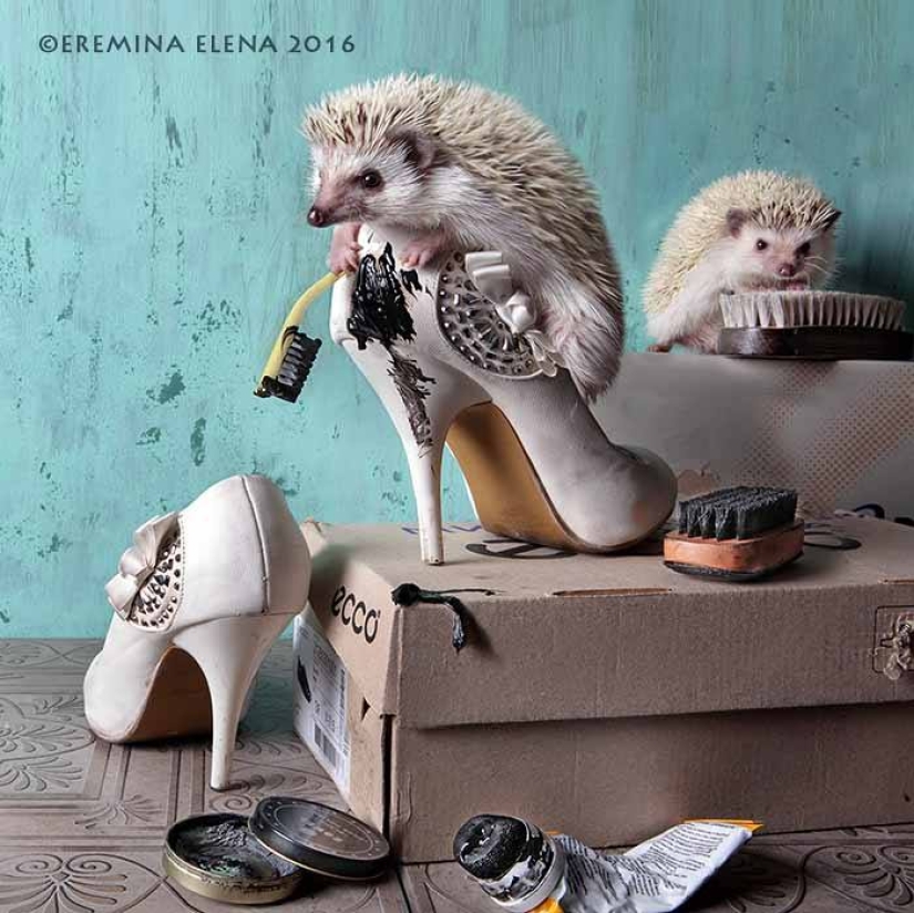 The secret life of hedgehogs in the lens of Elena Eremina