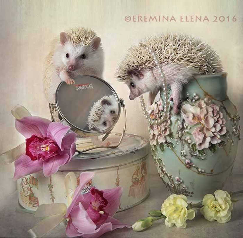 The secret life of hedgehogs in the lens of Elena Eremina
