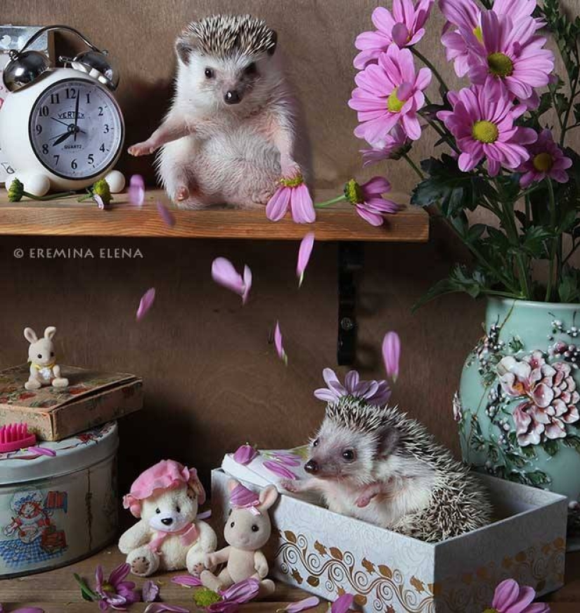 The secret life of hedgehogs in the lens of Elena Eremina