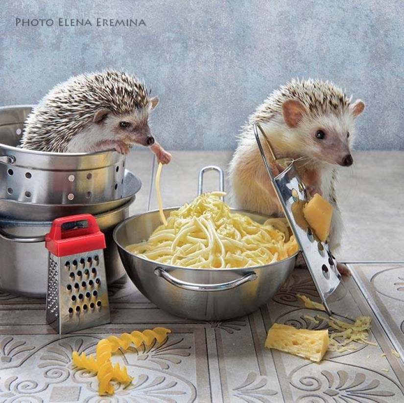 The secret life of hedgehogs in the lens of Elena Eremina