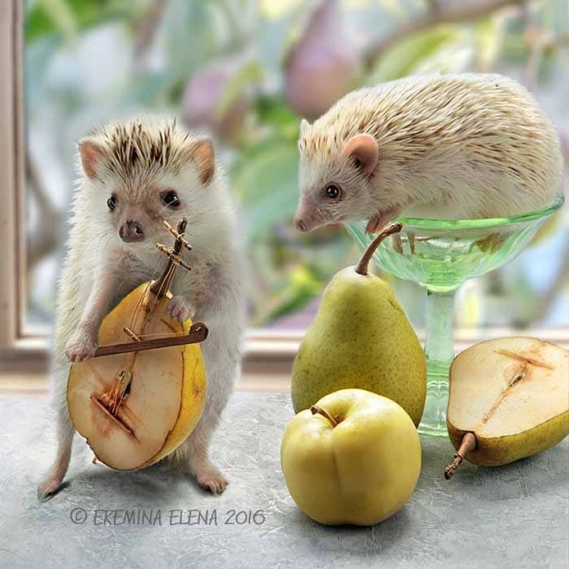 The secret life of hedgehogs in the lens of Elena Eremina