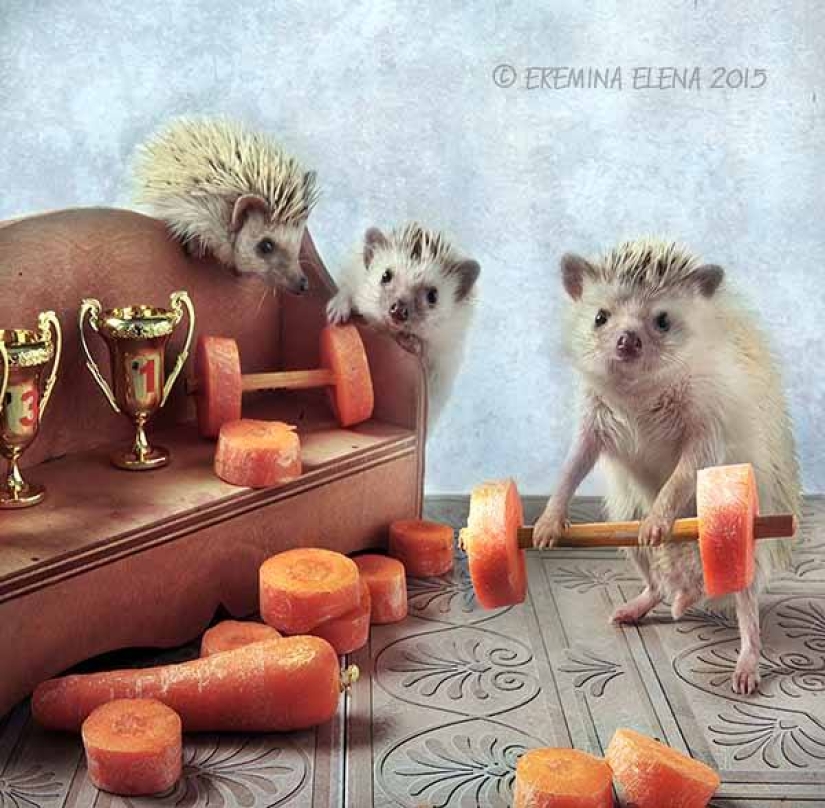 The secret life of hedgehogs in the lens of Elena Eremina