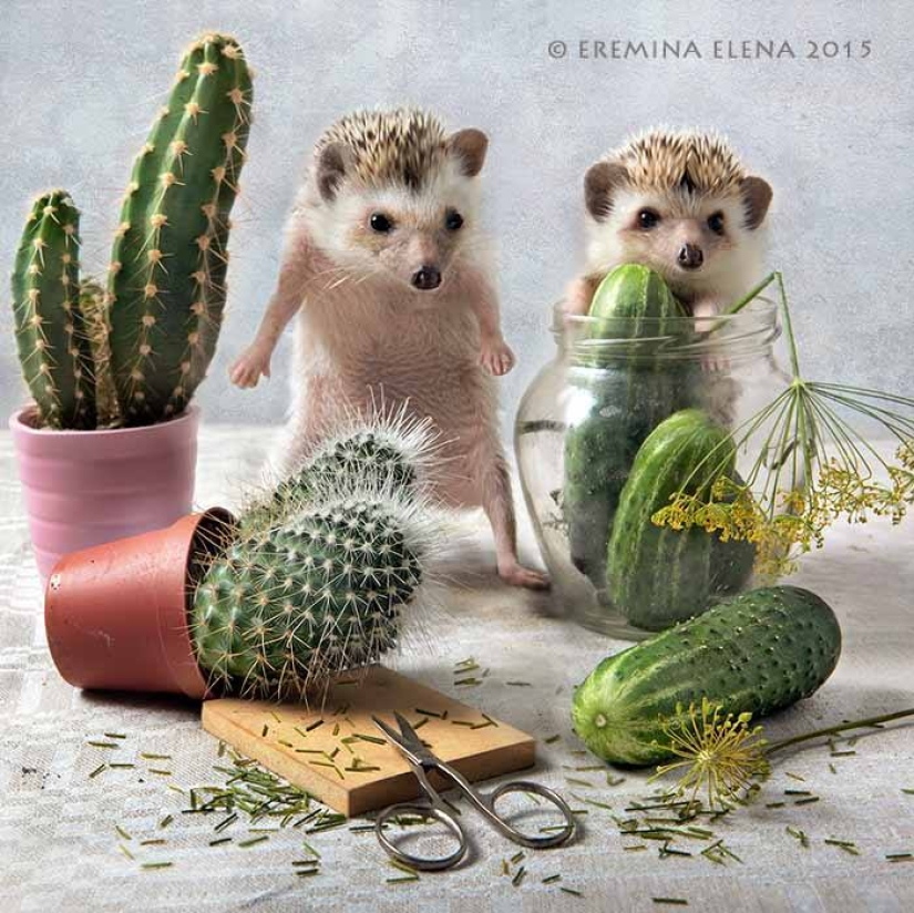 The secret life of hedgehogs in the lens of Elena Eremina