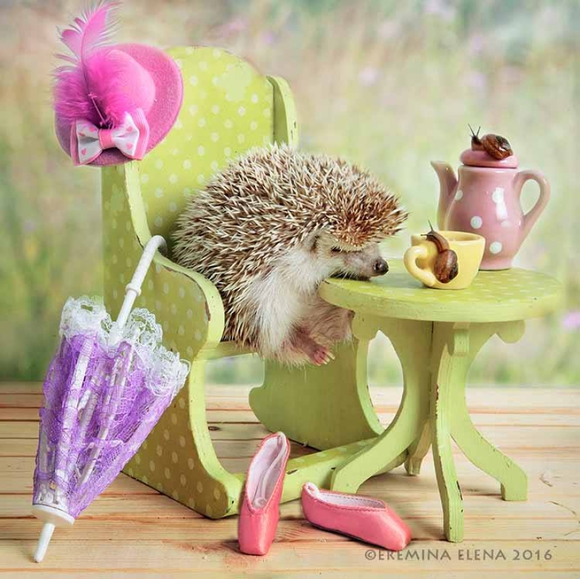 The secret life of hedgehogs in the lens of Elena Eremina