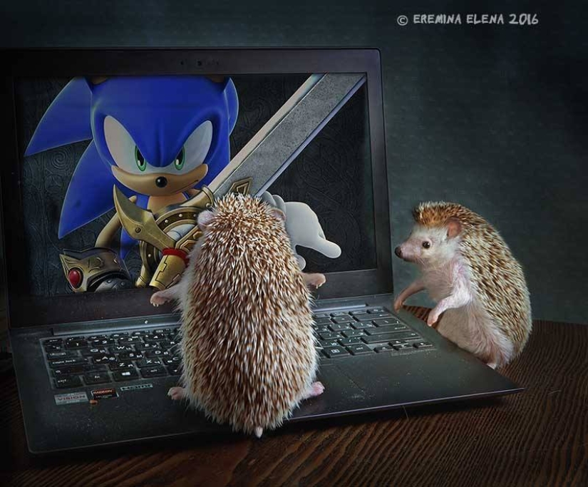 The secret life of hedgehogs in the lens of Elena Eremina