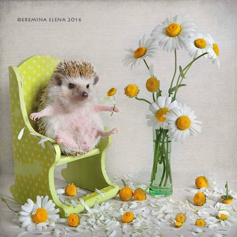 The secret life of hedgehogs in the lens of Elena Eremina