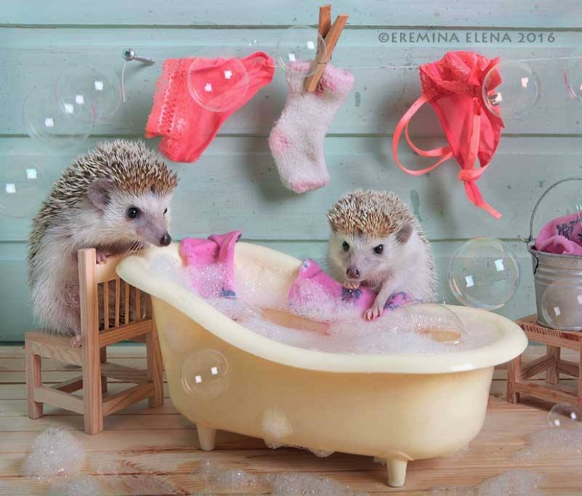 The secret life of hedgehogs in the lens of Elena Eremina