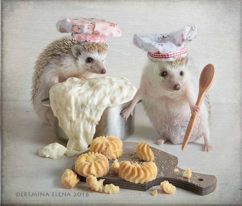 The secret life of hedgehogs in the lens of Elena Eremina