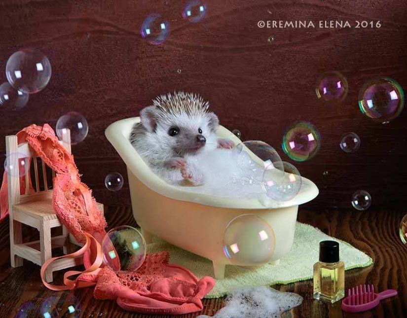 The secret life of hedgehogs in the lens of Elena Eremina