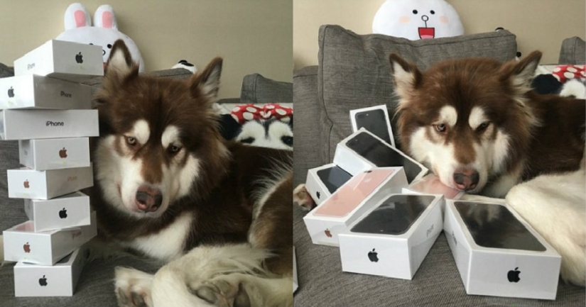 The son of the richest Chinese man bought his dog eight iPhone 7s: the question is, what for?