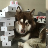 The son of the richest Chinese man bought his dog eight iPhone 7s: the question is, what for?