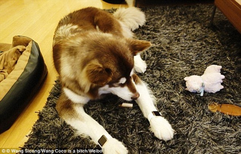The son of the richest Chinese man bought his dog eight iPhone 7s: the question is, what for?