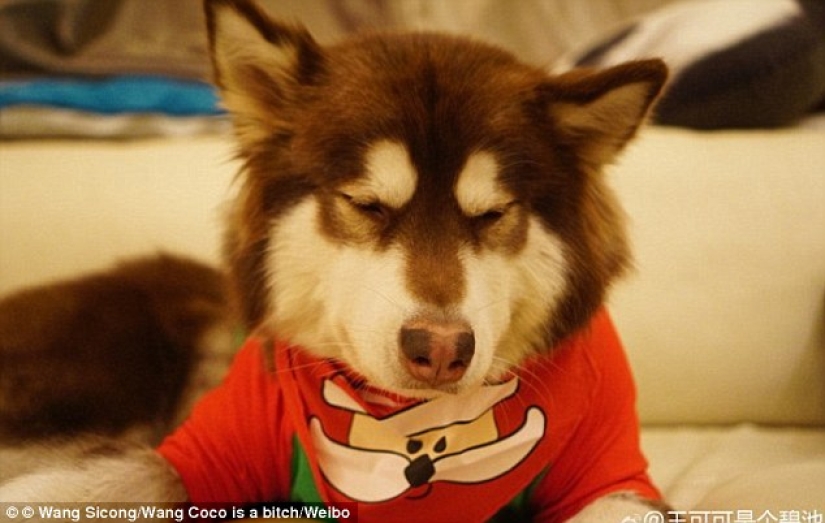 The son of the richest Chinese man bought his dog eight iPhone 7s: the question is, what for?