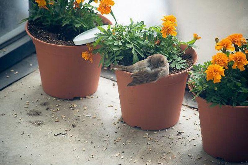 The story of a sparrow chick and human kindness The story of a sparrow chick and human kindness