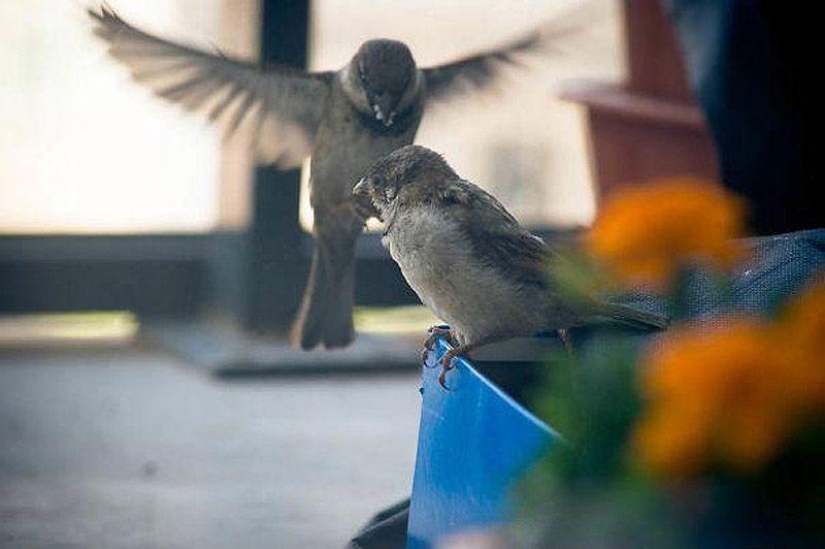 The story of a sparrow chick and human kindness The story of a sparrow chick and human kindness