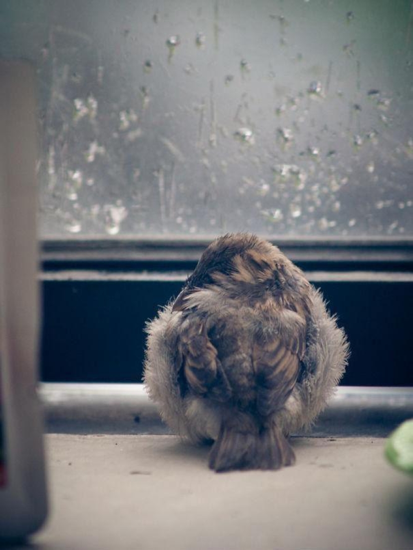 The story of a sparrow chick and human kindness The story of a sparrow chick and human kindness