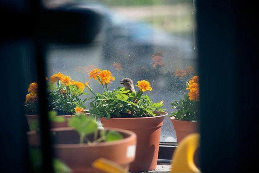 The story of a sparrow chick and human kindness The story of a sparrow chick and human kindness
