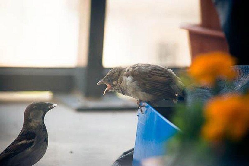 The story of a sparrow chick and human kindness The story of a sparrow chick and human kindness