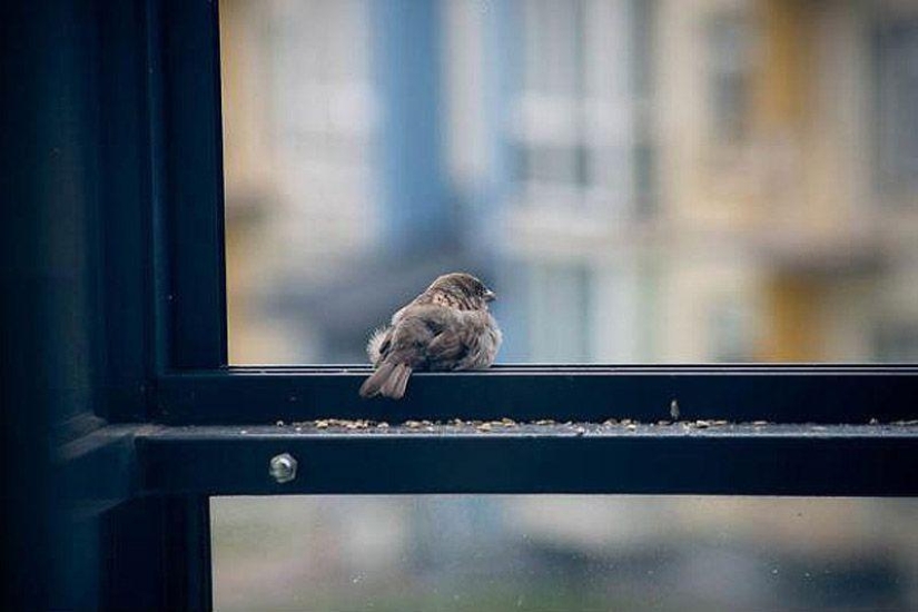 The story of a sparrow chick and human kindness The story of a sparrow chick and human kindness