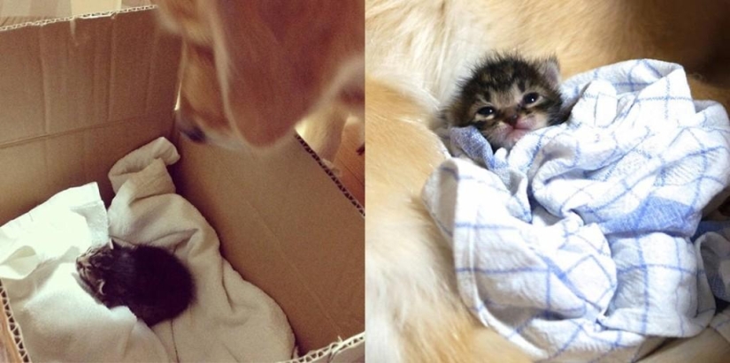 The story of how a dog adopted a cat