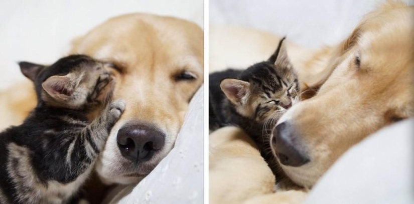 The story of how a dog adopted a cat