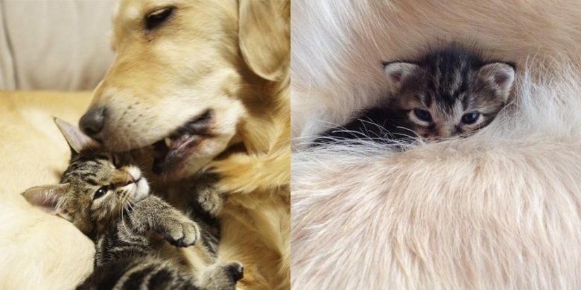 The story of how a dog adopted a cat