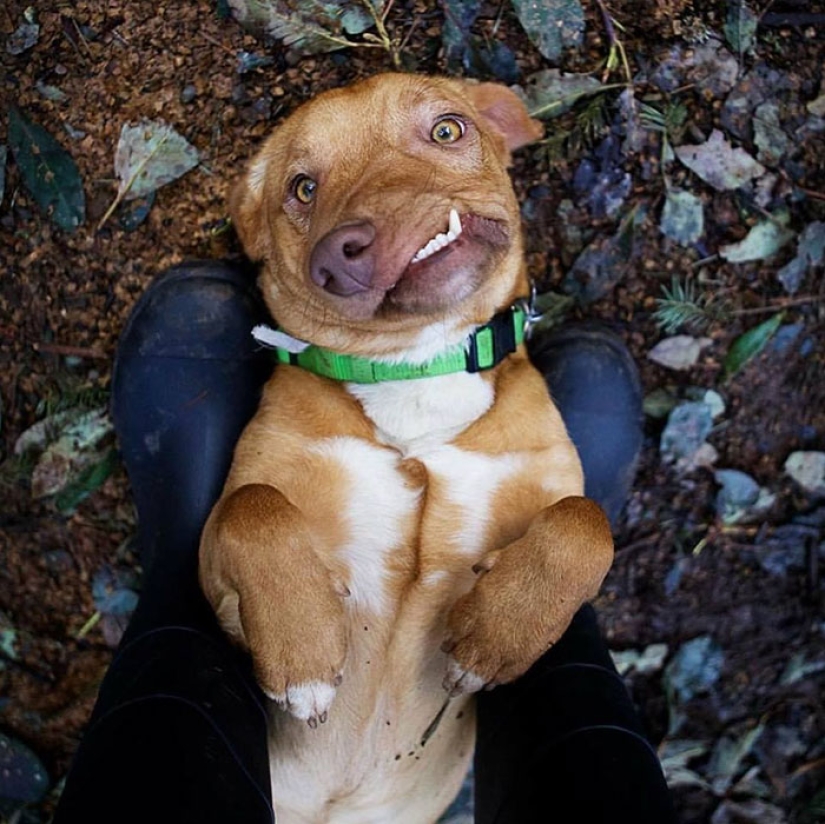 The story of Picasso, a wonderful imperfect dog that no one wanted to take home