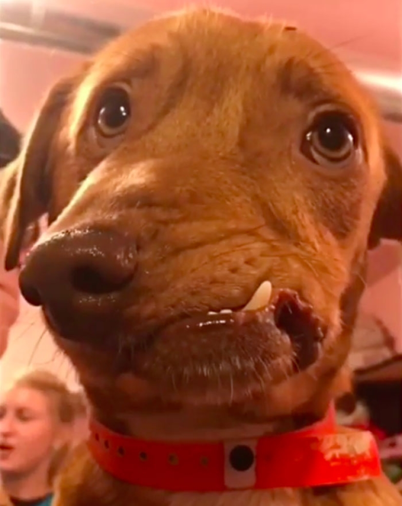 The story of Picasso, a wonderful imperfect dog that no one wanted to take home